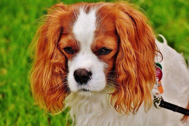Alt du skal vide om Cavalier King Charles Spaniel
