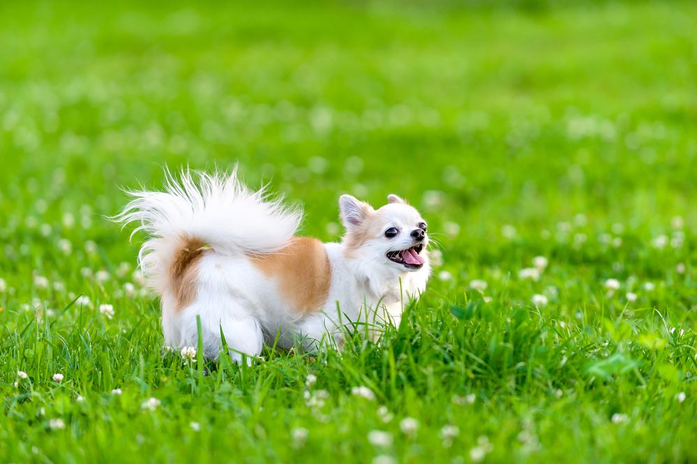 chihuahua-fit-2000x2000x80.webp