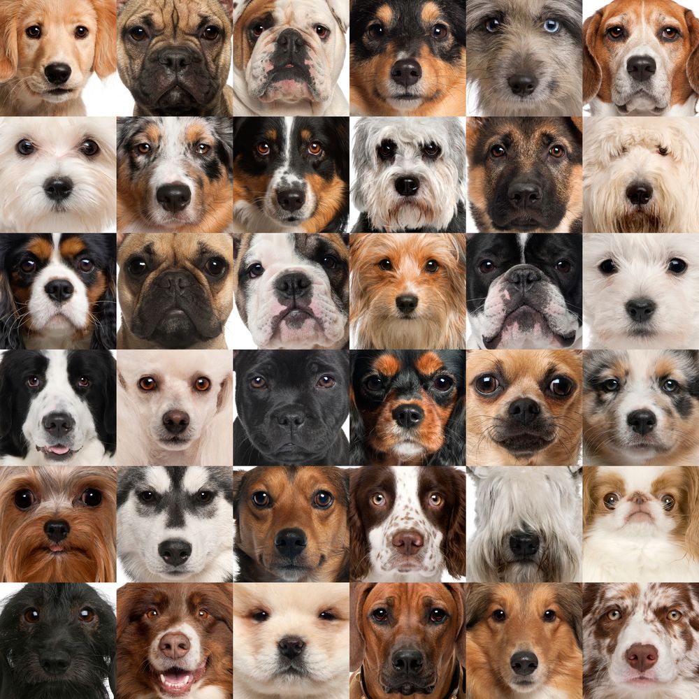 Hvem er Dansk Hunderegister
