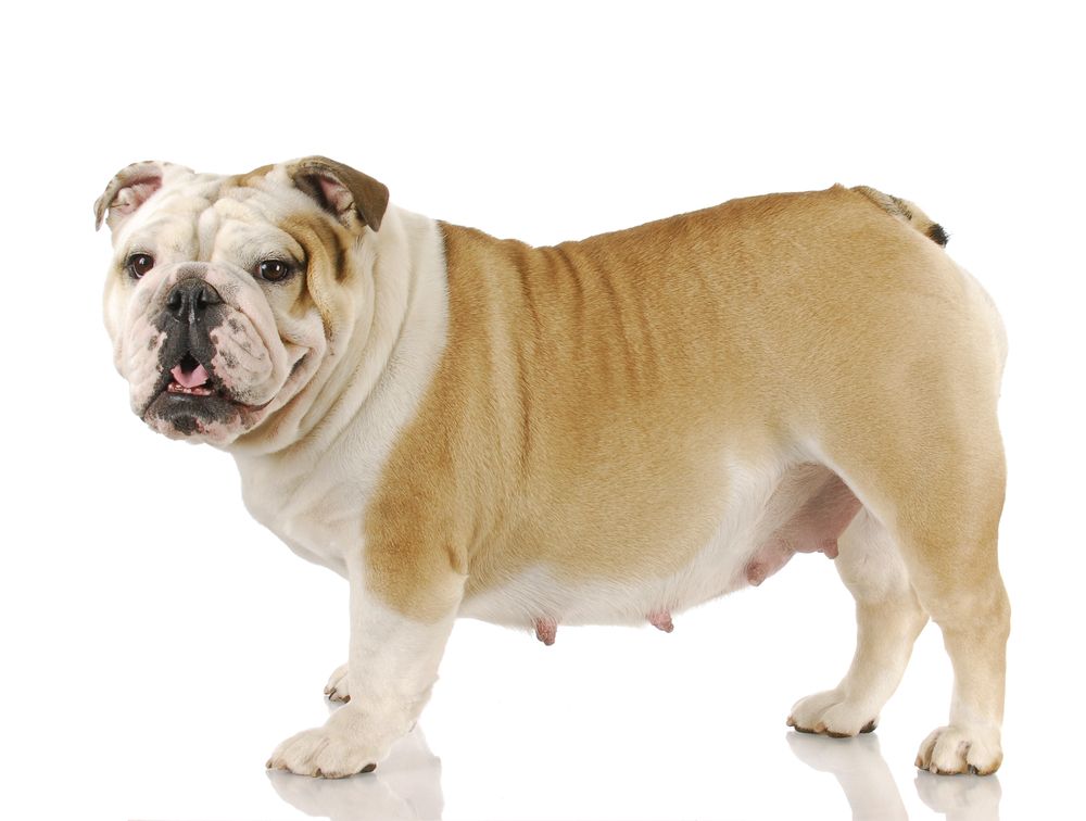 draegtig-hund-fit-2000x2000x80-1.webp