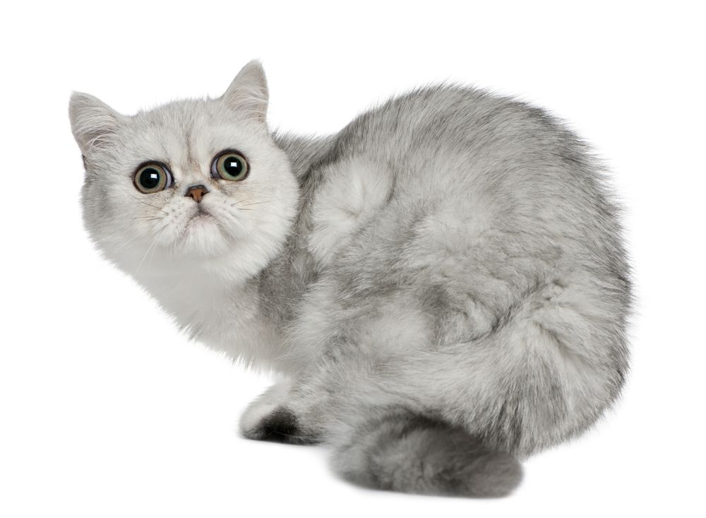 Alt du skal vide om Exotic Shorthair