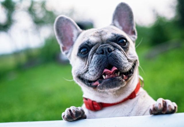 Alt du skal vide om Fransk bulldog