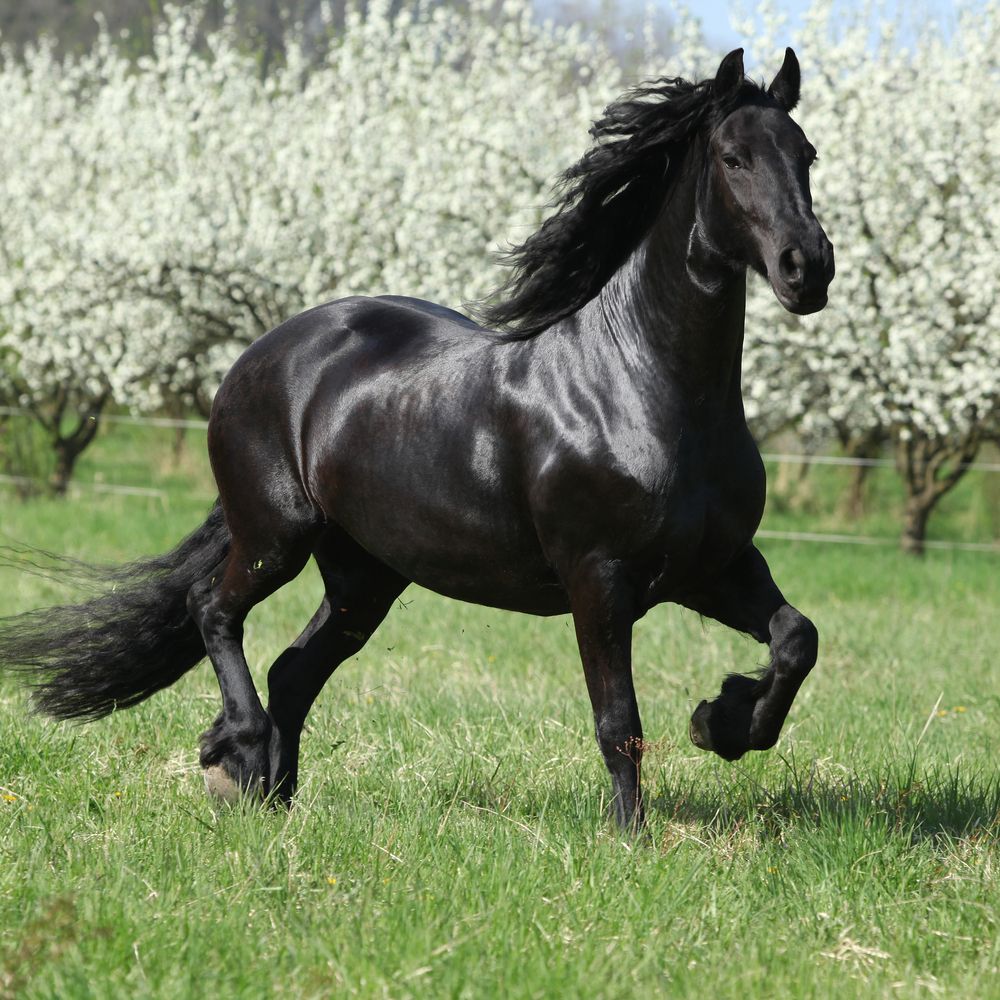 frieser-hest-fit-2000x2000x80.webp