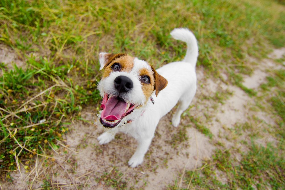 hund-der-goeer-fit-2000x2000x80.webp
