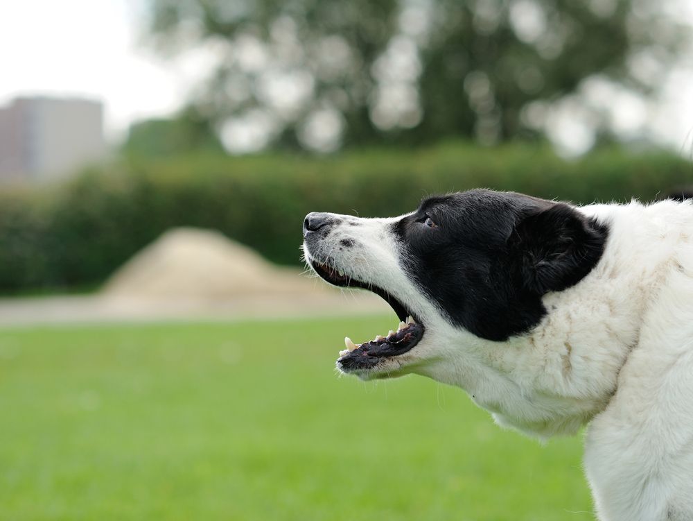 hund-goeer-fit-2000x2000x80.webp