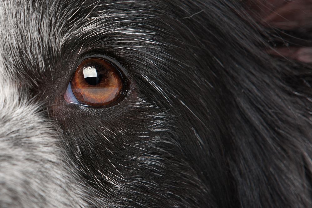 hund-oeje-fit-2000x2000x80.webp