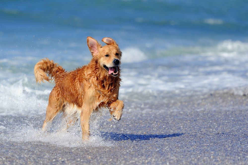 hund-paa-stranden-fit-2000x2000x80-1.webp