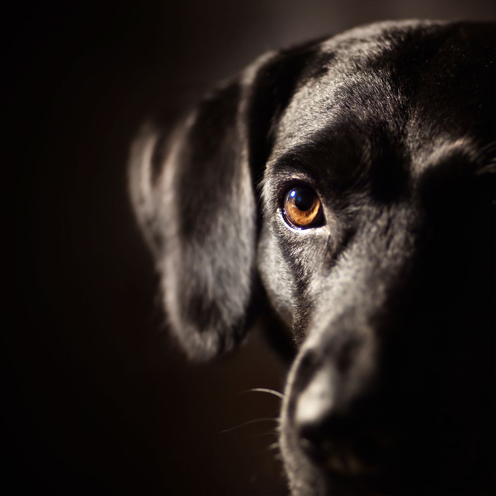 Kan hunde være bange for mørke?
