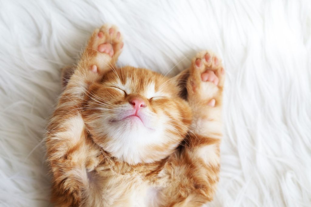hvorfor-spinder-en-kat-fit-2000x2000x80.webp