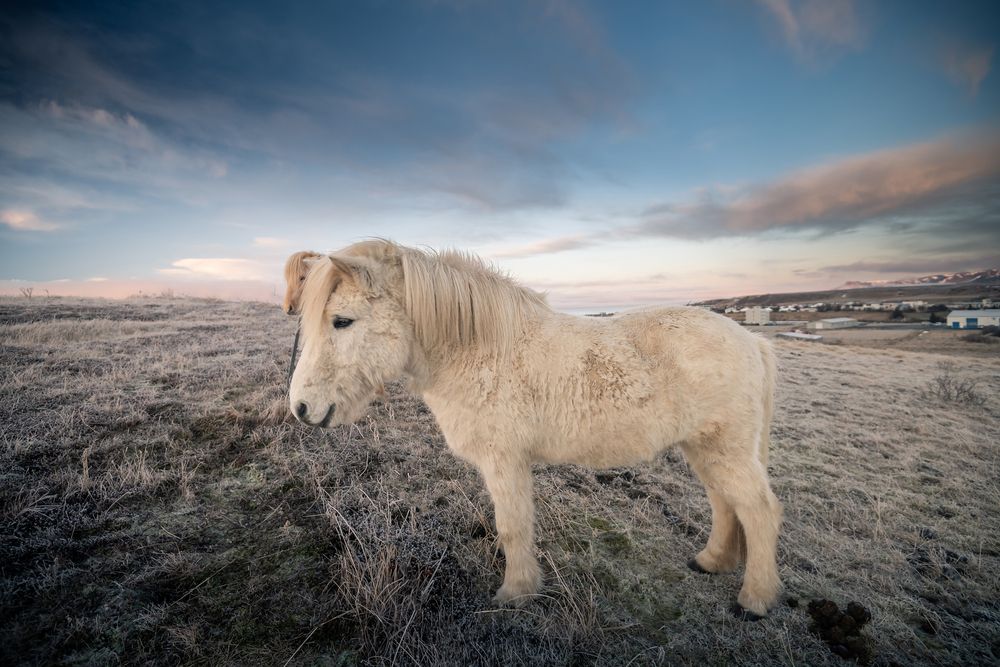 islandsk-hest-fit-2000x2000x80.webp