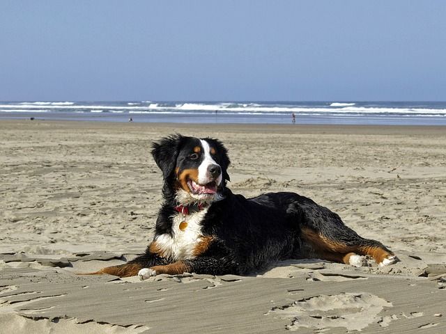 kan-hunde-taale-saltvand-fit-2000x2000x80.webp