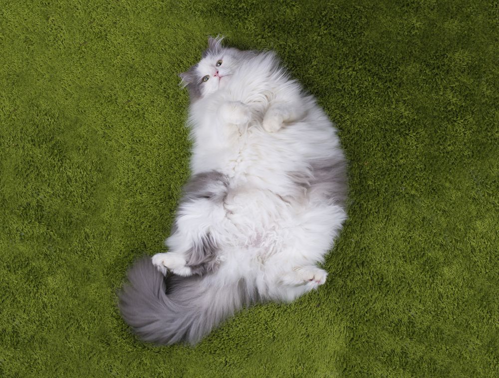 Kan overvægtige hunde og katte få diabetes?