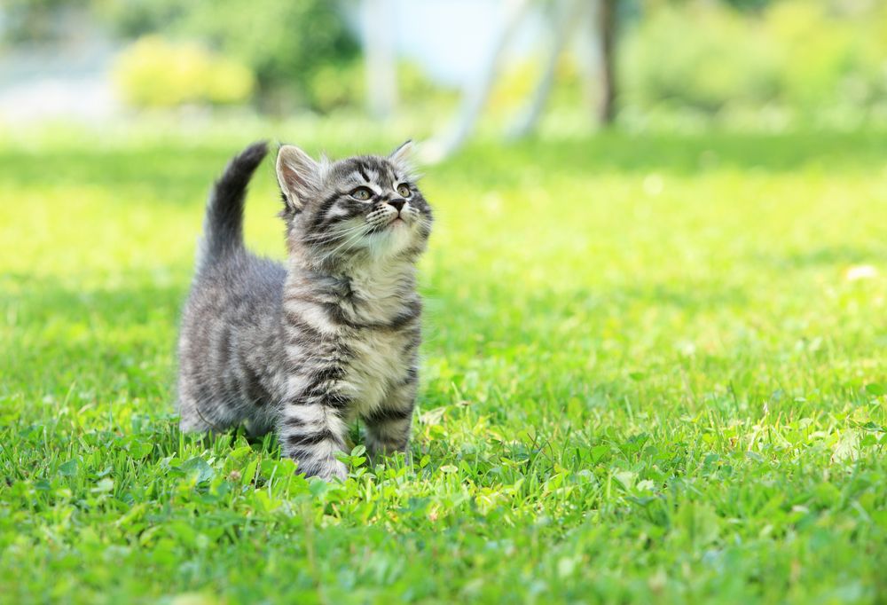 Kattens sanser