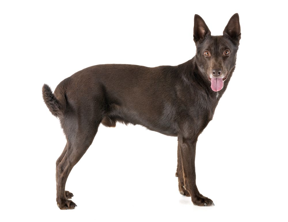 kelpie-fit-2000x2000x80.webp