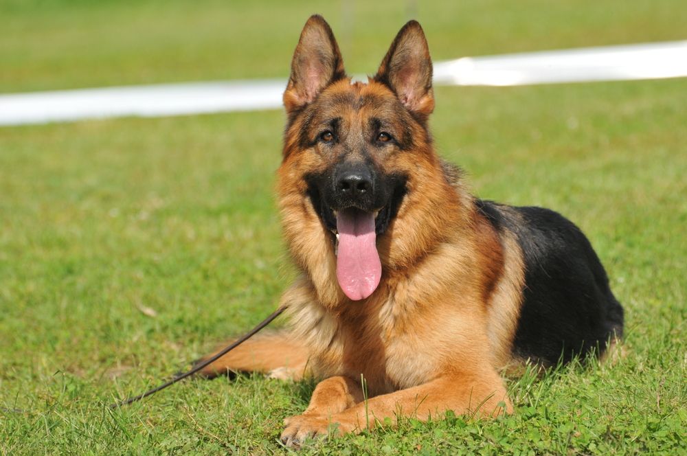 Schæferhund, langstockhåret med underuld