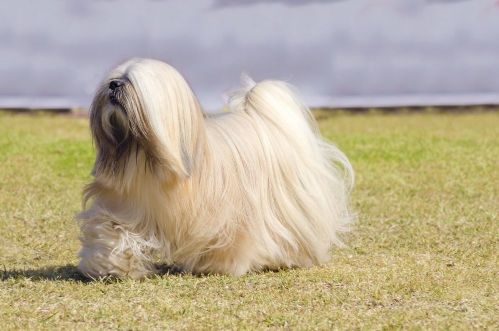 Alt du skal vide om Lhasa Apso