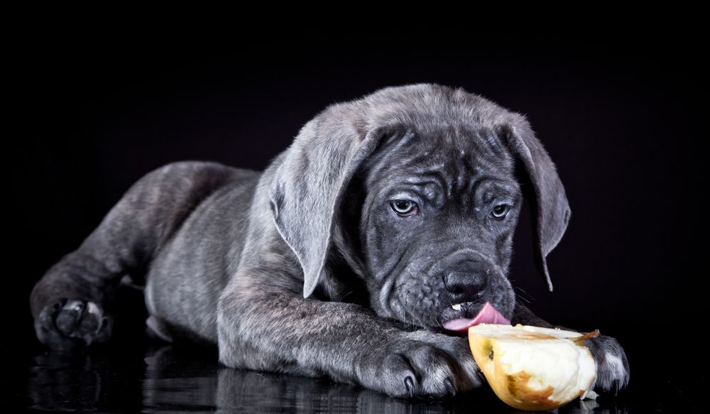 maa-hunde-faa-aebler-fit-2000x2000x80.webp