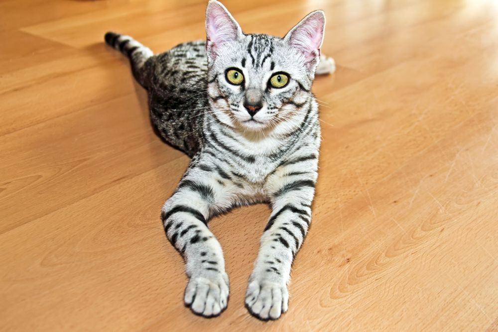 Egyptisk Mau