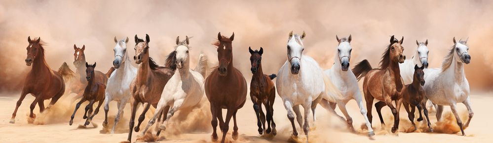 Mustang hest