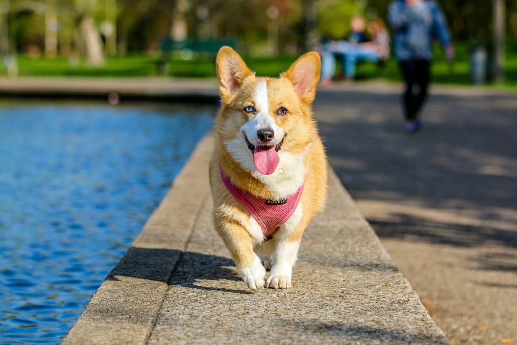 Derfor er motion og aktivitet afgørende for din hunds sunhed