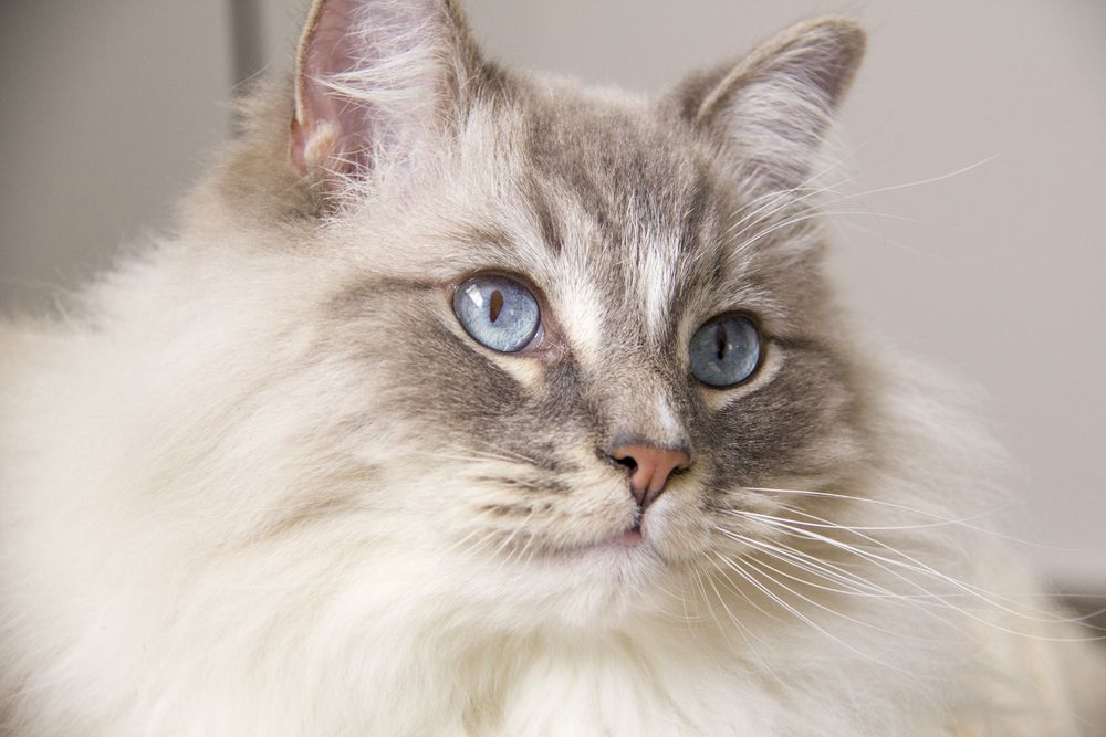 Katteracer der minder om hunde