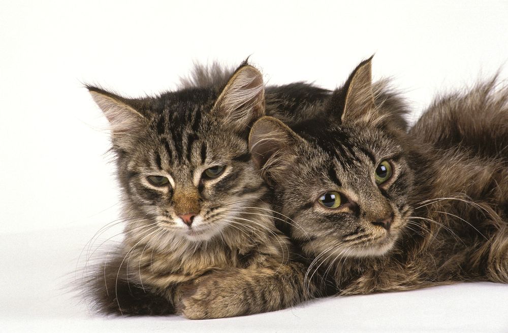 Kan man sammensætte katte, og hvordan gør man det?