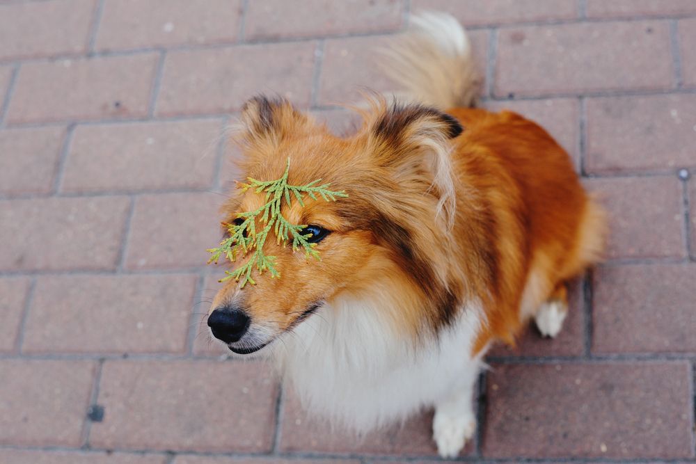 Shetland Sheepdog