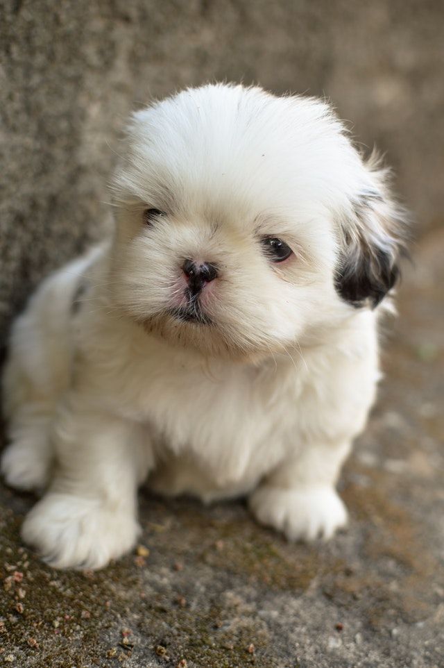 Alt du skal vide om Shih Tzu
