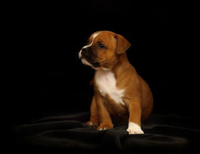 Alt du skal vide om Staffordshire Bull Terrier