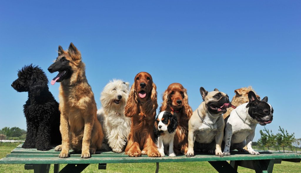 vaelg-den-rigtige-hund-fit-2000x2000x80.webp