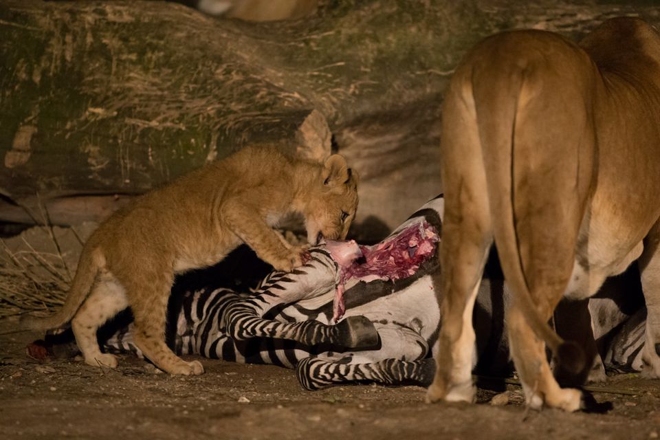 ZOO bag ny forskning: Gamle zoodyr står i vejen for truede arters langsigtede overlevelse