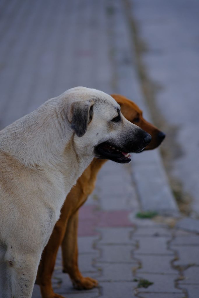 Derfor er kvalitets hundefoder en af de bedste investeringer, du kan gøre for din hund