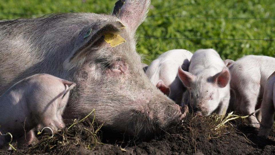 Dansk svineproduktion står foran ny kurs: Grisefirepart skal drøfte omstillingen