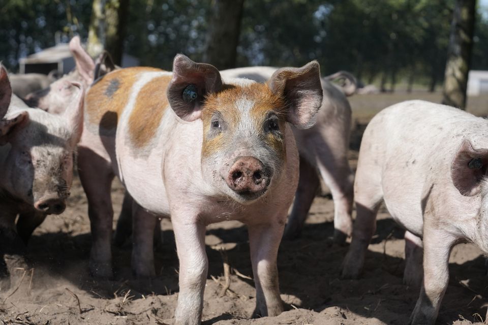 Borgerpanel vil skære konventionel griseproduktion med 95 procent, hvis erhvervet ikke ændrer kurs