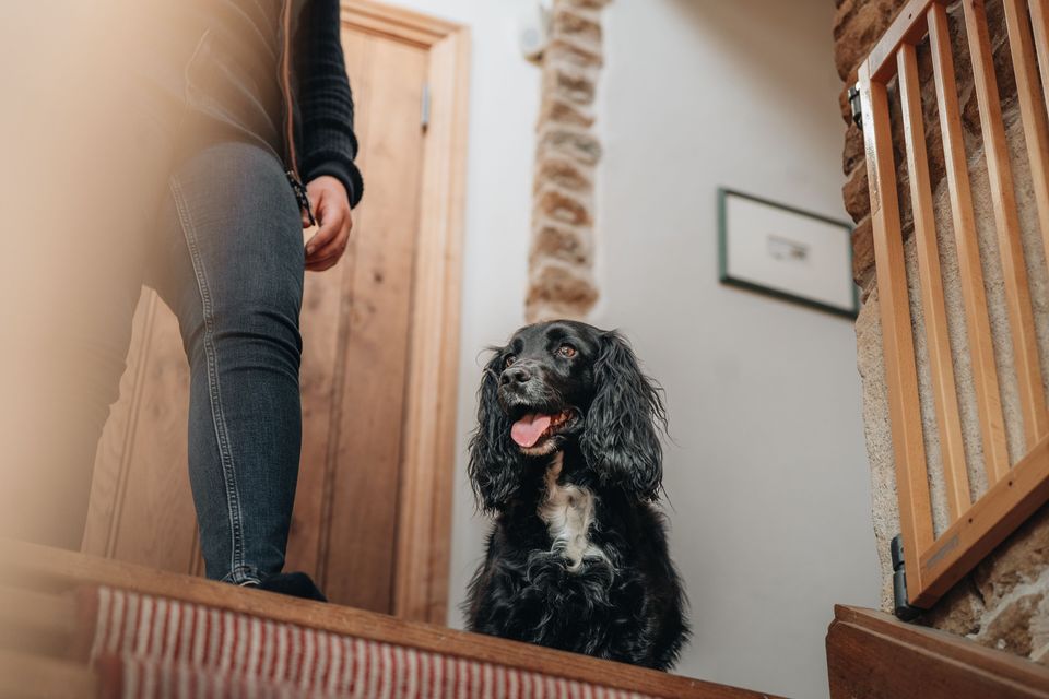 Neutralisation af hunde er ikke altid den rigtige løsning