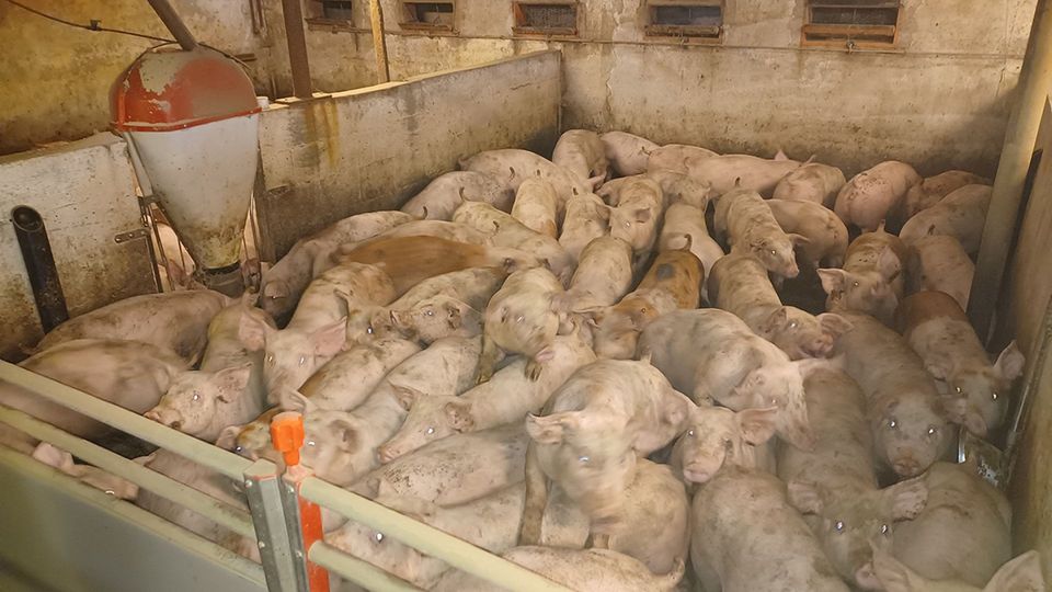 Regeringen vil oprette ny styrelse og droppe varslede dyrevelfærdskontroller