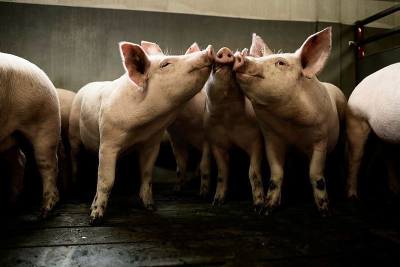 L&F går ind i grisefireparten – men sætter en klar grænse for nye krav