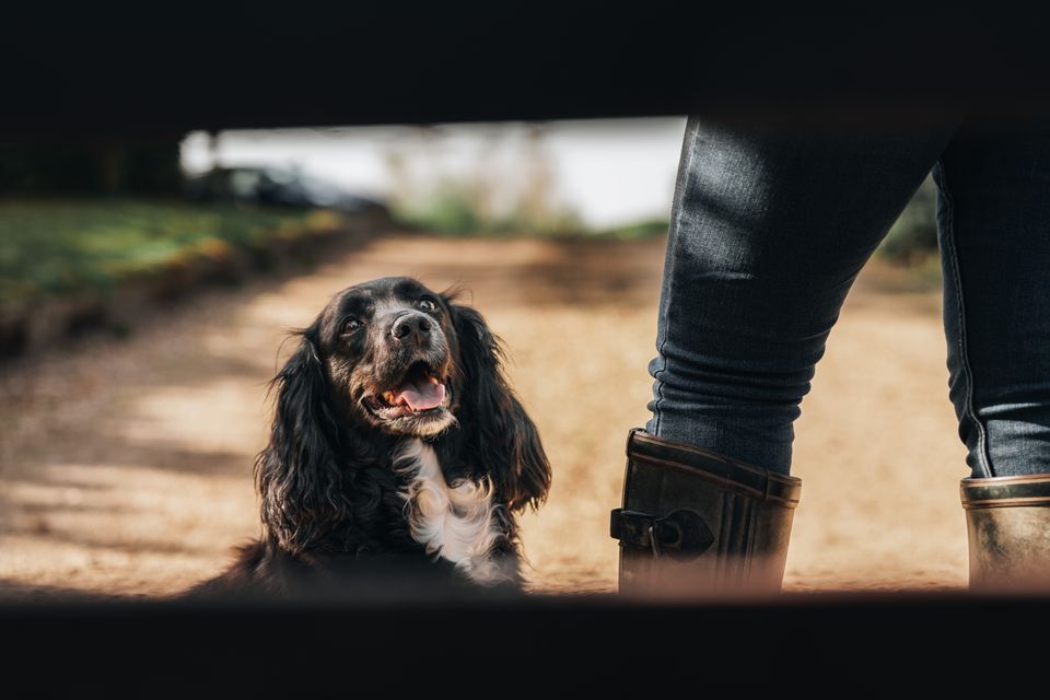 Efterårsturen kan gøre hunden alvorligt syg: Agria advarer mod svampe, kastanjer og nedfaldsfrugt