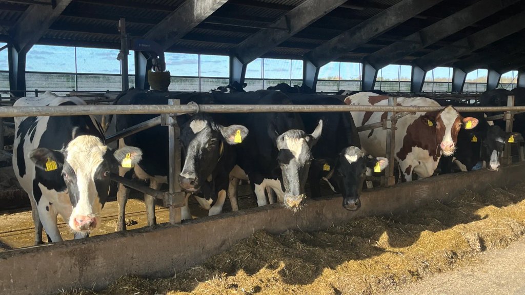 Arla og Salling Group tester restprodukt som kofoder hos fem landmænd