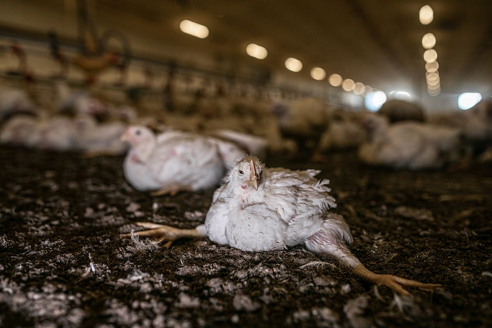 Salling Group ender sidst hos Anima efter udskudt kyllingeløfte