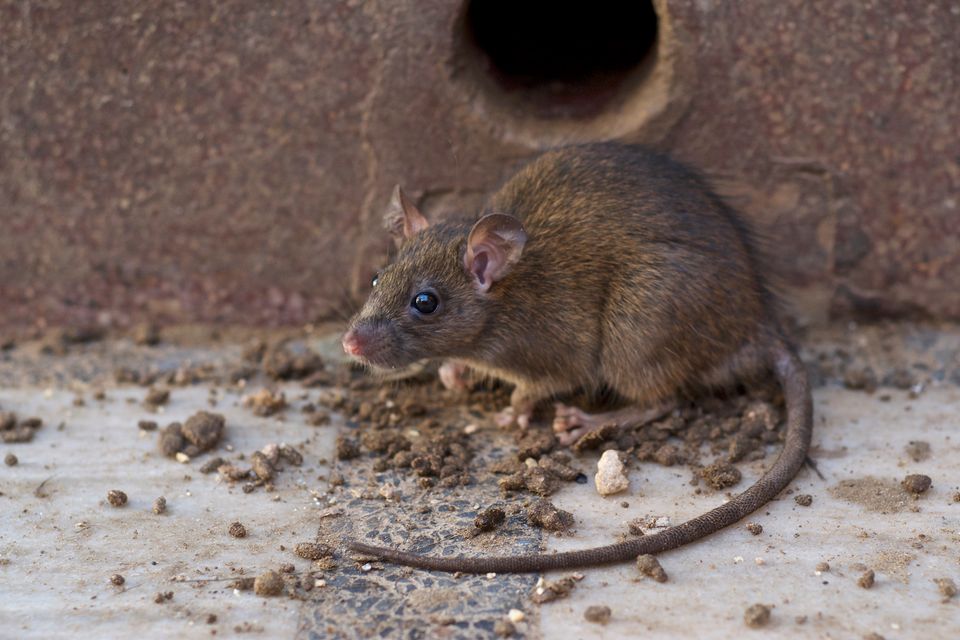 Randers har skåret brugen af rottegift fra 2.700 til 149 kilo