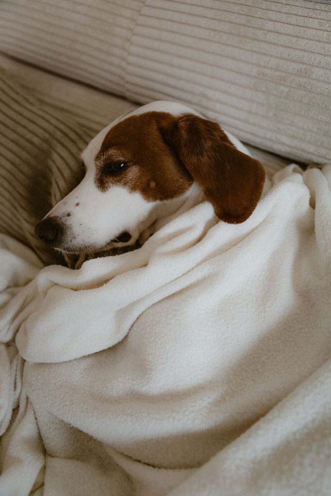 Hunde kan blive alvorligt syge af det, der ligger overalt lige nu
